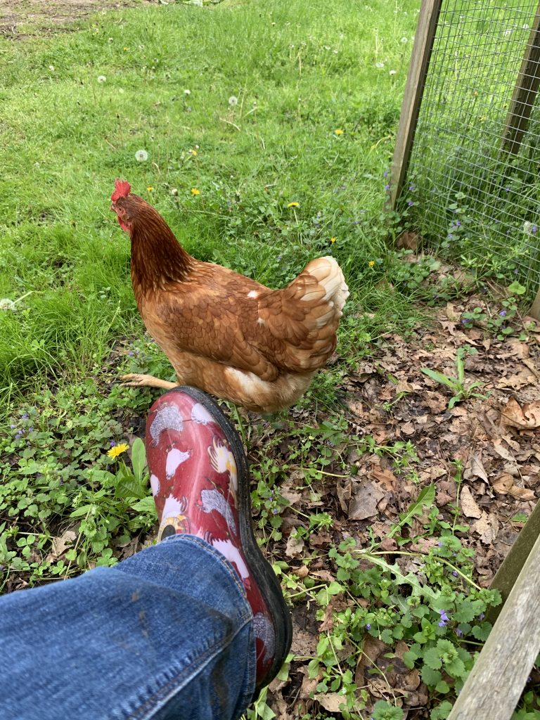 Free Range laying hen and chicken shoes