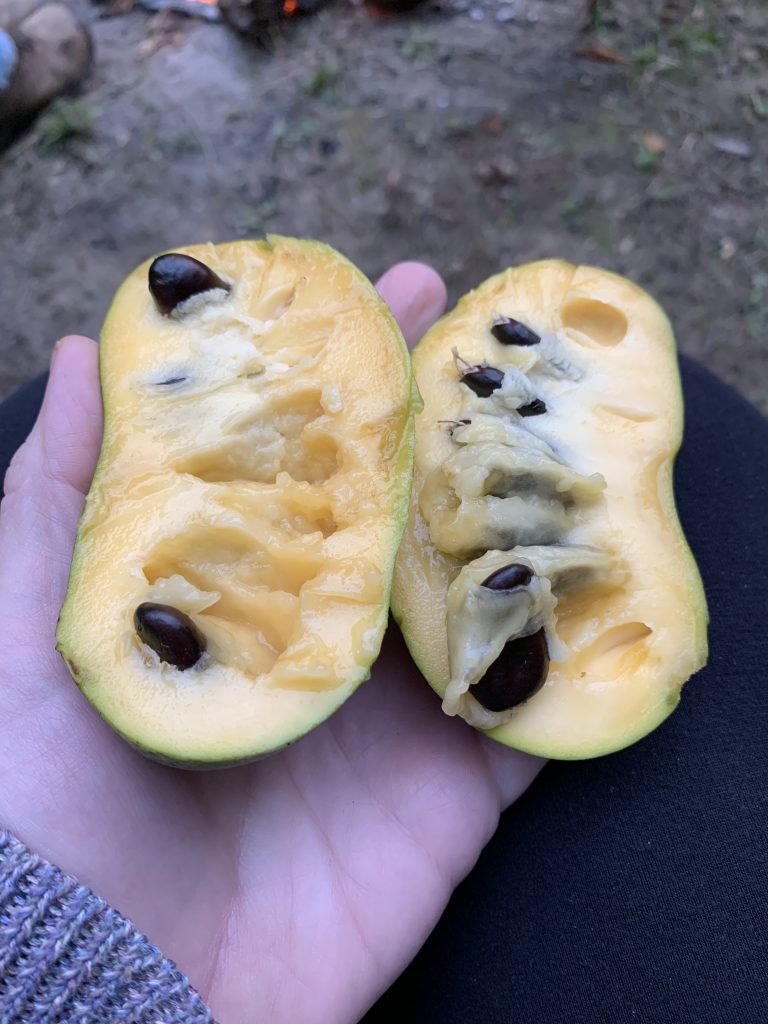Pawpaw cut open showing seeds